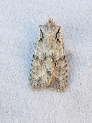 Lithophane ornitopus