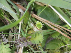 Leptinella squalida