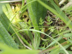 Chaerophyllum colensoi