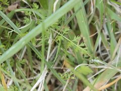 Chaerophyllum colensoi
