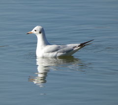 Chroicocephalus ridibundus