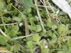 Leptostigma setulosum