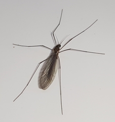 Trichocera