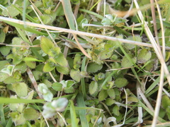 Leptostigma setulosum