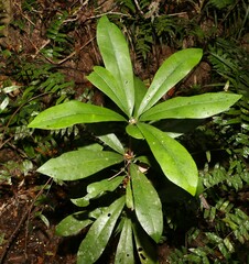Eupomatia bennettii