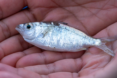 Eucinostomus