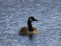 Branta canadensis maxima