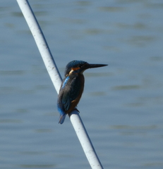 Alcedo atthis