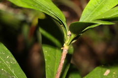Eupomatia bennettii