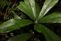 Eupomatia bennettii