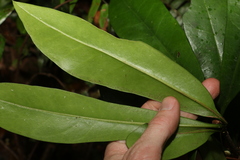 Eupomatia bennettii
