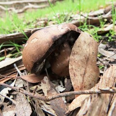 Leucopaxillus eucalyptorum