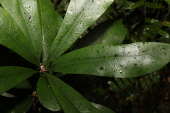 Eupomatia bennettii