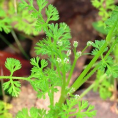 Daucus glochidiatus