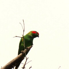 Glossopsitta concinna