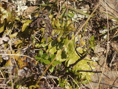 Cranfillia deltoides