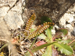 Blechnum penna-marina