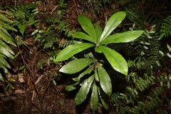 Eupomatia bennettii