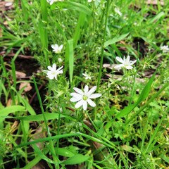 Stellaria pungens