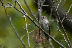 Muscicapa griseisticta