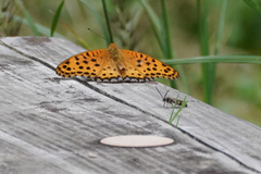 Argynnis hyperbius hyperbius