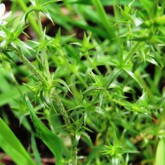 Stellaria pungens