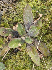 Plantago raoulii