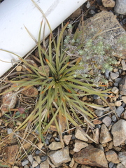 Aciphylla squarrosa