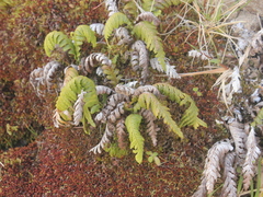 Notogrammitis heterophylla