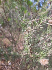 Eriocephalus