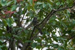 Hypsipetes amaurotis