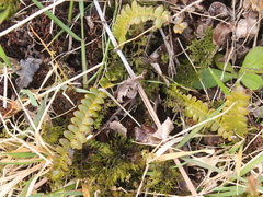 Blechnum penna-marina