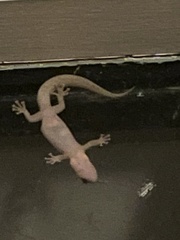 Christinus marmoratus