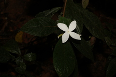 Atractocarpus hirtus