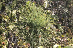 Aciphylla squarrosa
