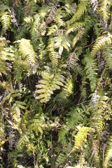 Cranfillia deltoides