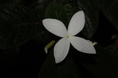 Atractocarpus hirtus