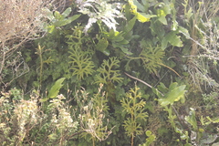 Austrolycopodium fastigiatum