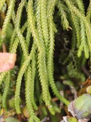 Phlegmariurus billardierei