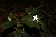 Atractocarpus hirtus