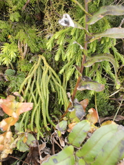 Phlegmariurus billardierei