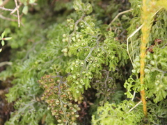 Hymenophyllum multifidum