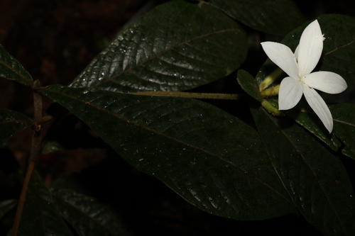 Image of Atractocarpus hirtus by (c) Greg Tasney, some rights reserved (CC BY-SA)