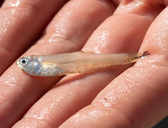 Anchoa mitchilli