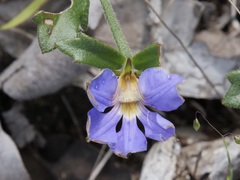 Scaevola striata