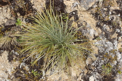 Aciphylla squarrosa