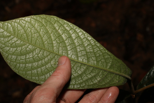 Image of Atractocarpus hirtus by (c) Greg Tasney, some rights reserved (CC BY-SA)