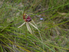 Caladenia australis