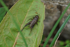 Loxoblemmus sylvestris