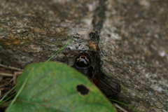 Teleogryllus emma
